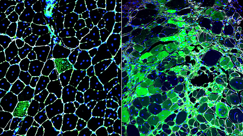 Science stem cell ima