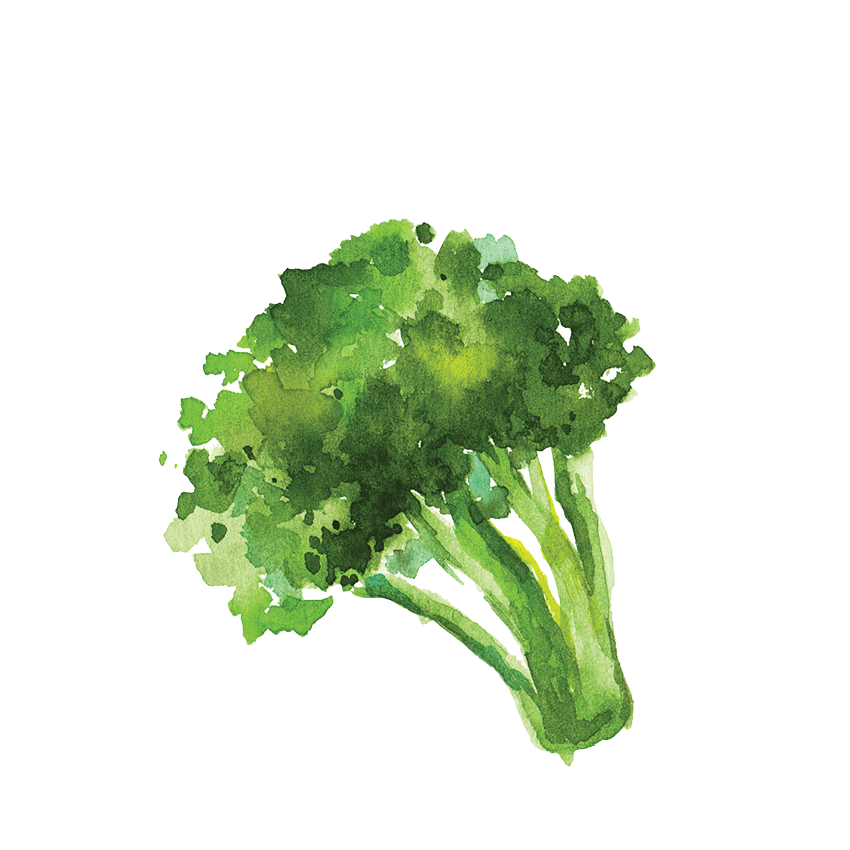 Watercolor illustration of broccoli.