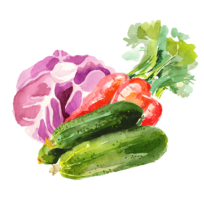 Watercolor illustration of a cabbage, carrots, and zucchini.