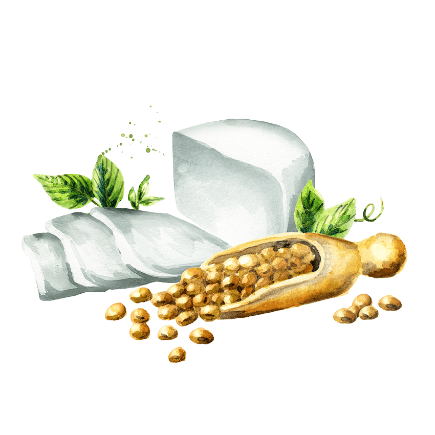 Watercolor illustration of tofu and soybeans in a wooden scoop.