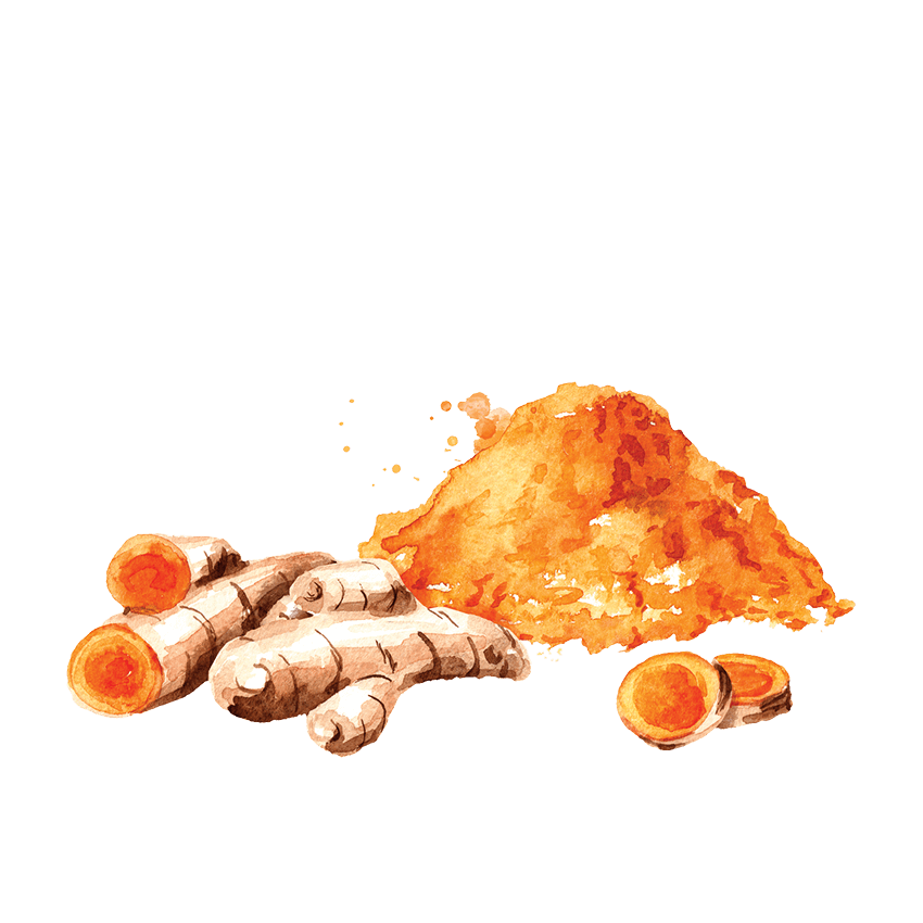 Watercolor illustration of whole and cut turmeric roots with a pile of turmeric powder.