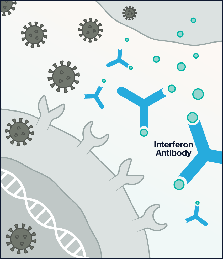 Second illustration: Interferon antibodies and coronaviruses cascade from an infected cell to a warned cell. Several of the interferon antibodies are shown capturing the interferon proteins.