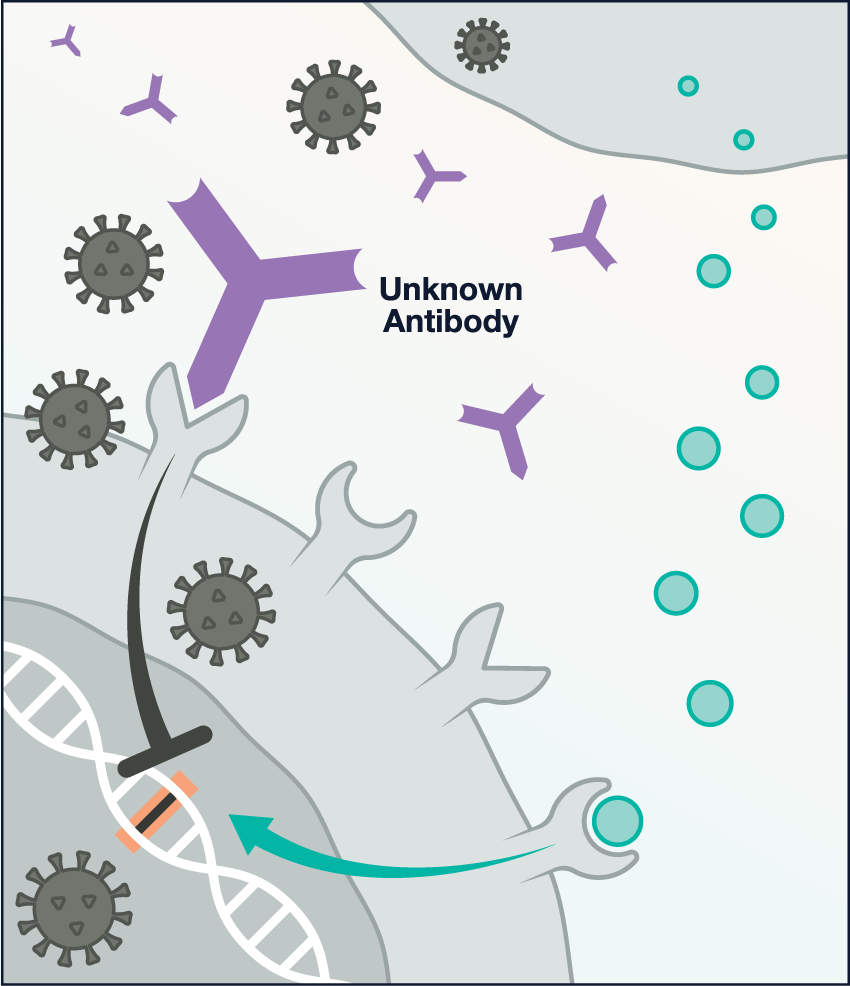 Third illustration: interferon proteins, unknown antibodies, and coronaviruses cascade from infected cell to warned cell. One of the unknown antibodies attaches to the receptor of the warned cell. An arrow points from one of the warned cell’s receptors to the DNA strand (anti-viral genes) within it.