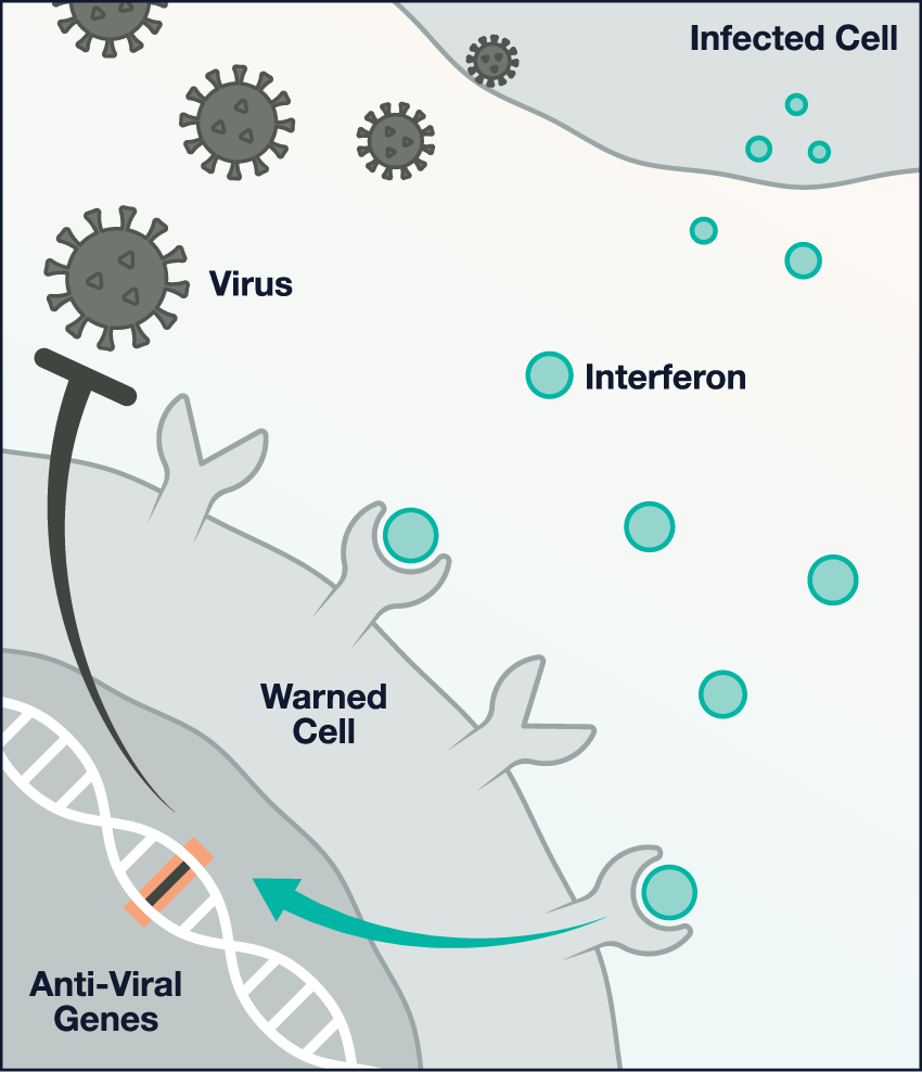 Three illustrations of cells. First illustration: Interferon proteins cascade down from infected cell to a “warned” cell and attach the cell’s receptors. An arrow points from the receptor to a DNA strand labeled “Anti-Viral Genes.” Several coronaviruses also cascade from the infected cell to the warned cell. 