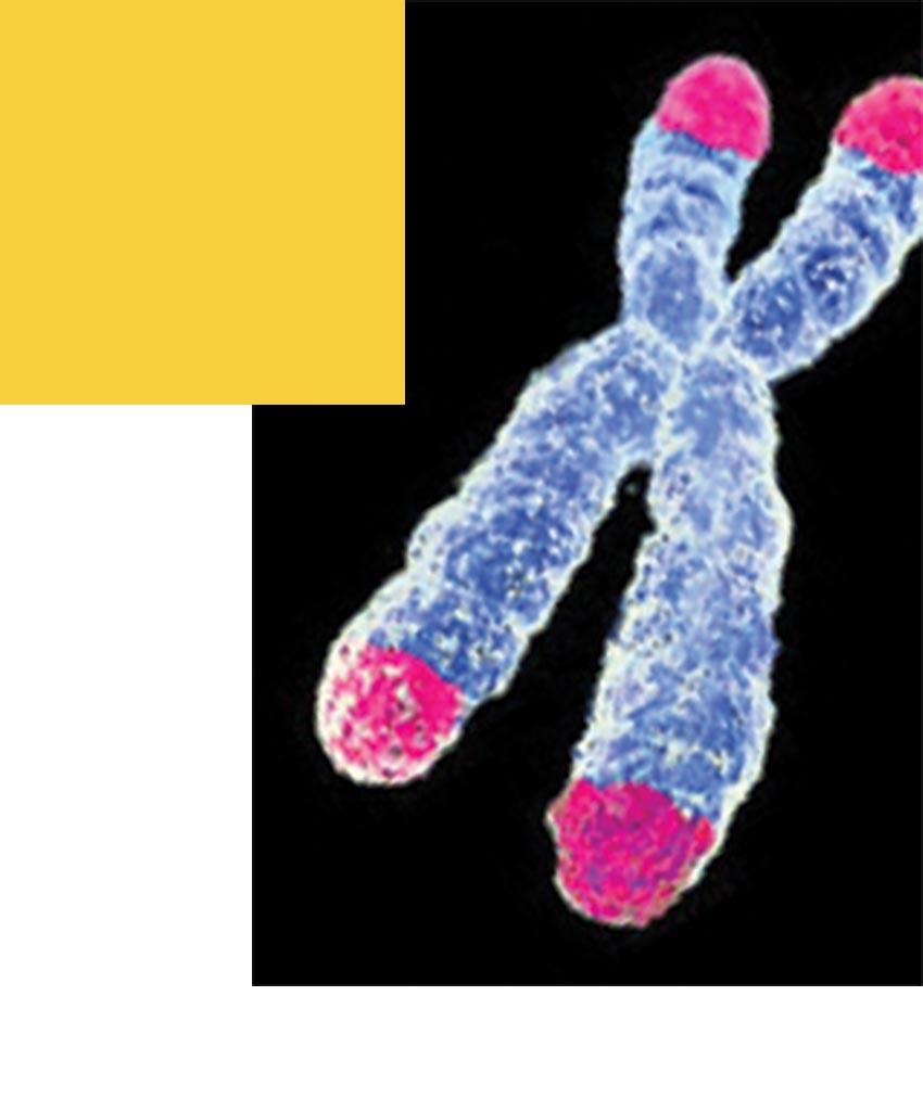 Microscopic image of telomeres.