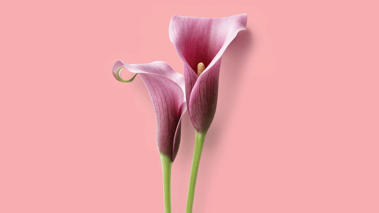Animation of two calla lilies bumping together.