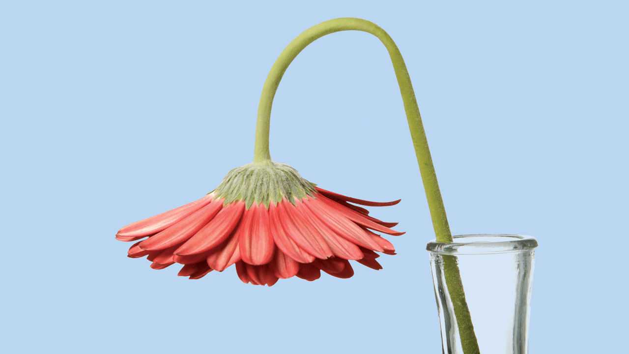 Animation of a drooping flower.