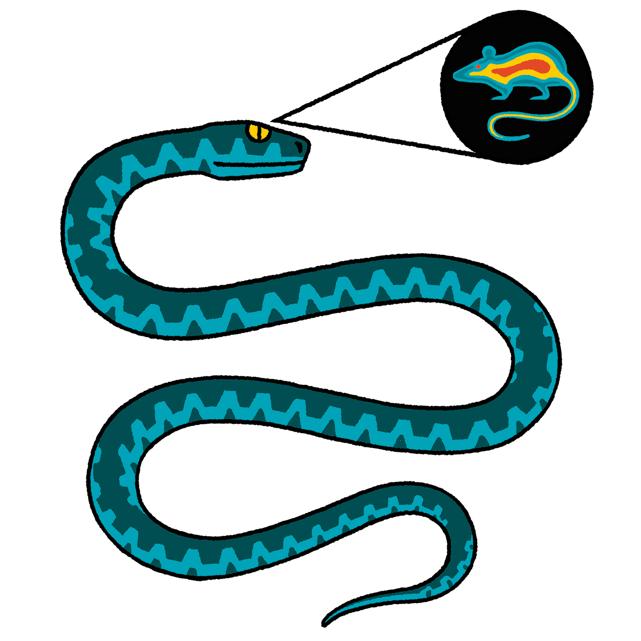 Illustration of a snake that is "seeing" the heat off a rat.