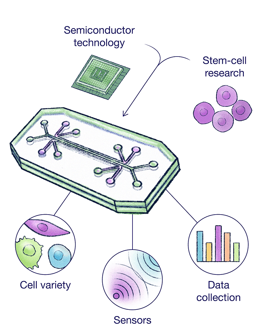 Illustration of a microfluidic “organ-on-a-chip” device connected to labeled icons for semiconductor technology, stem-cell research, cell variety, sensors, and data collection, showing how these components integrate to study cells on a chip.