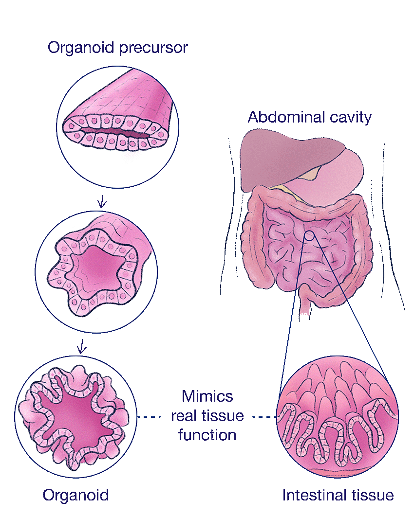 Illustration with 3 panels on the left: the first panel is of a smushed, tube-like structure  labeled "Organoid precursor"; an arrow points to the second panel, the structure has a organic outline; an arrow points to the third panel, which is even more defined and labeled "Organoid." A line labeled “Mimics real tissue function” points to a panel on the right, labeled “abdominal cavity,” and shows the anatomy of an intestine; a callout panel depicts the villi of human intestinal tissue.