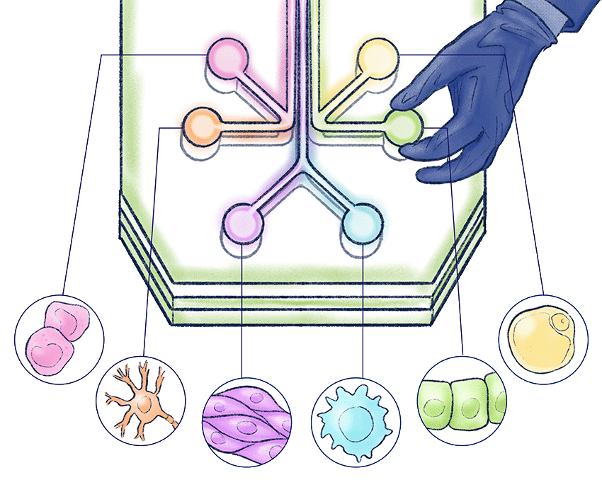 Illustration of a scientist's gloved hand tweaking a knob on an extra large microfluidic “organ-on-a-chip” device; lines point to illustrations with different types of biological cell structures.