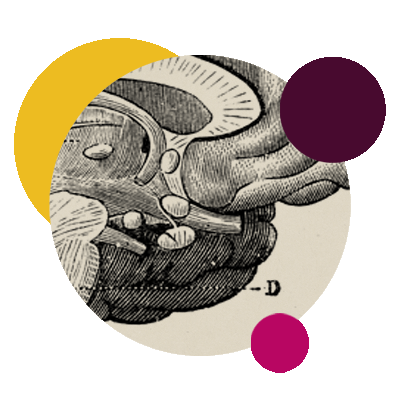 Illustration with decorative colored circles and a cut out of a vintage illustration of a brain.