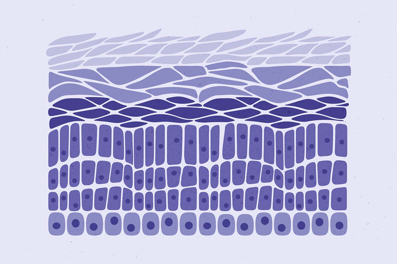 A blue and purple drawing of layers of skin cells.