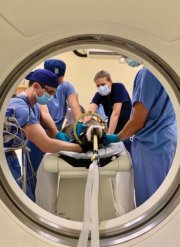 Photo of Cronutt the sea lion going through a CT scan with four surgeons around him.
