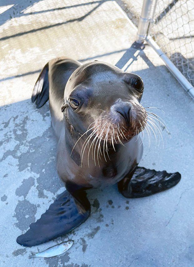 Cronutt the sea lion, looking healthy.