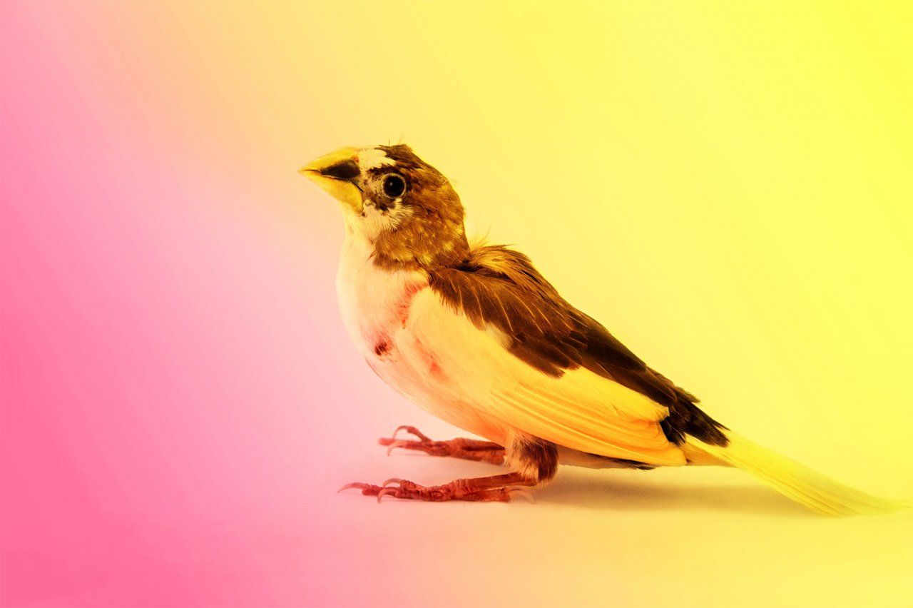 Photo of a society finch, with bright colors on a white background.