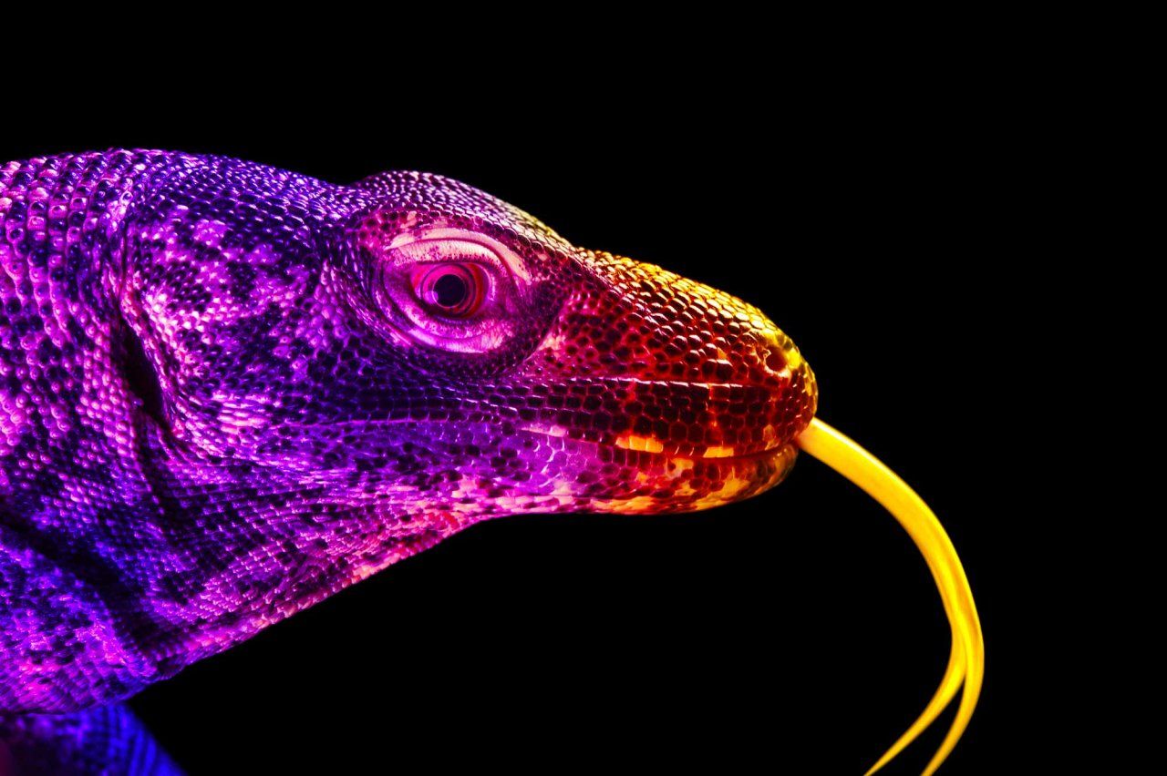 Sea dragons' genes give clues to their distinctive looks