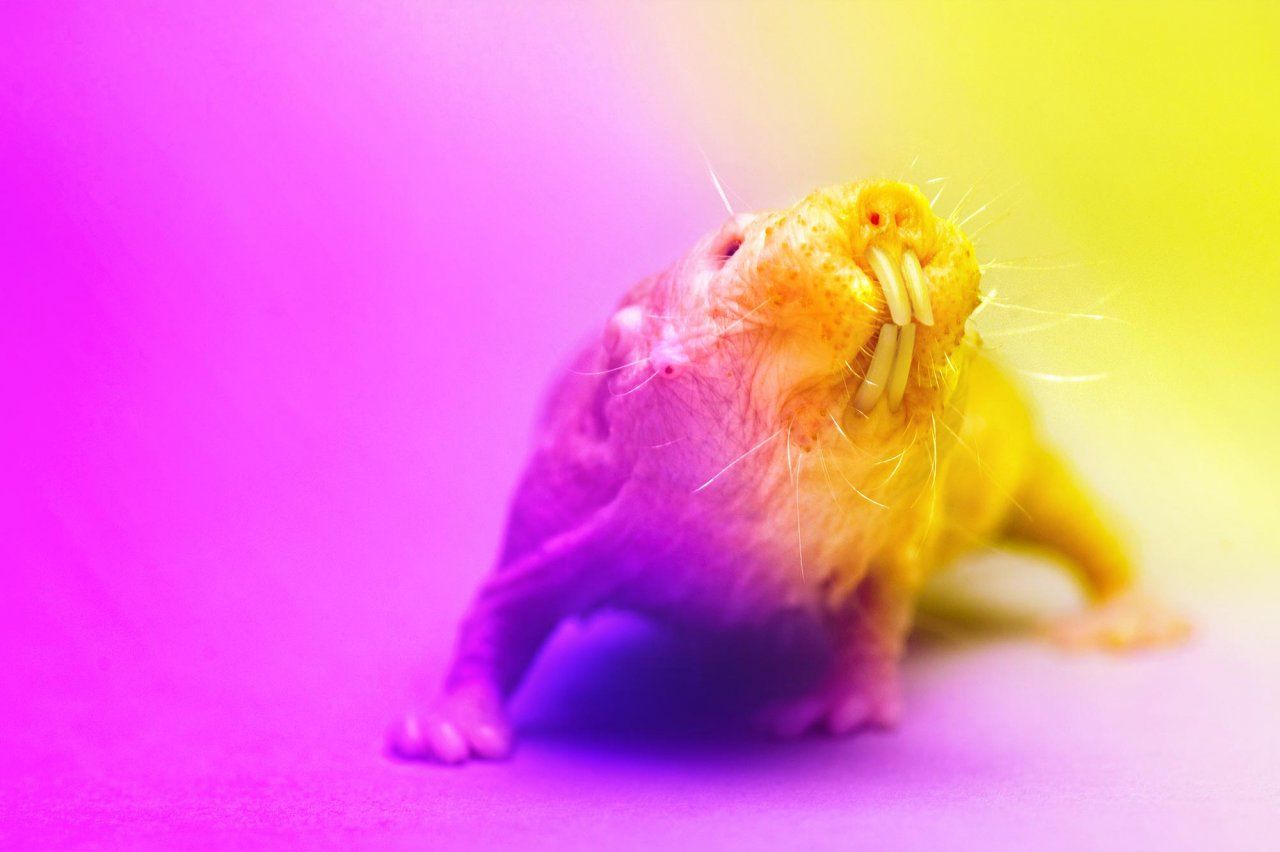 Photo of a naked mole rat with pink and yellow lighting.
