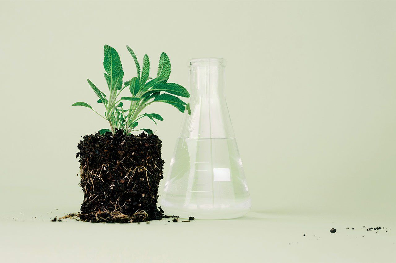 Photo of a small sage plant with soil and roots exposed, next to a beaker, in front of a blank green background.