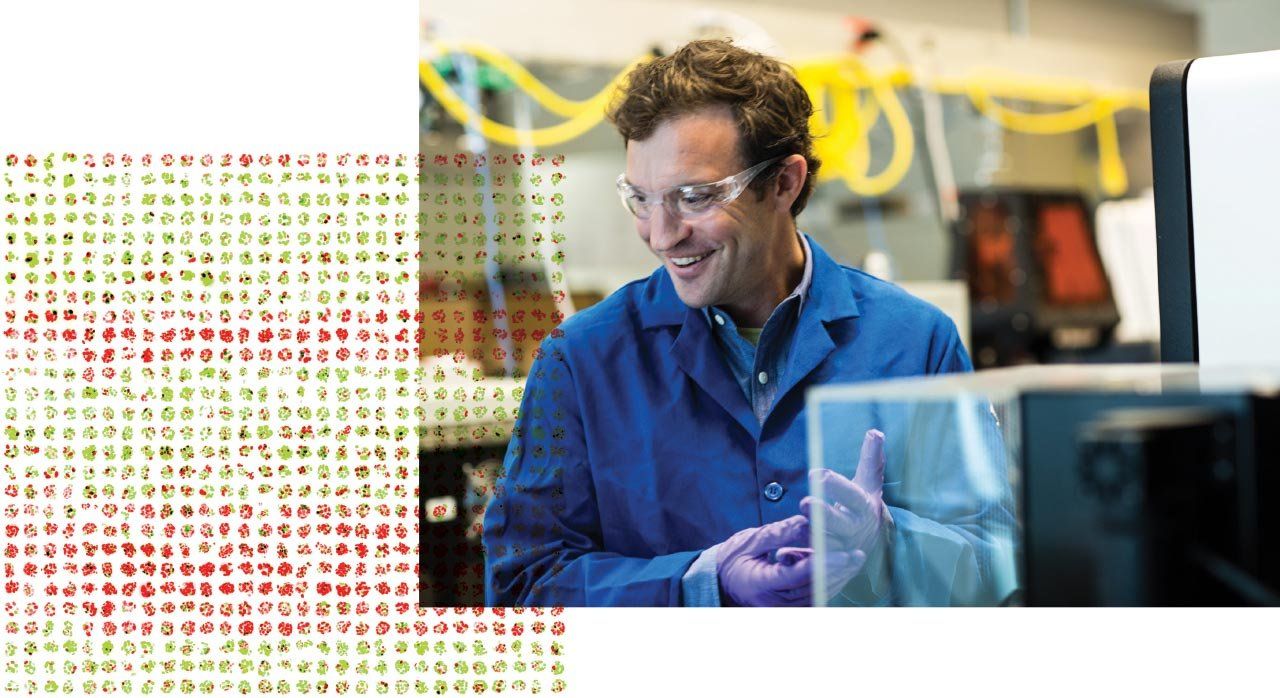 At right: photo of Zev Gartner in the lab; at left: rows of breast organoids.