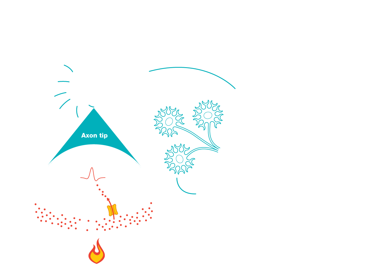 A picture of nerve.