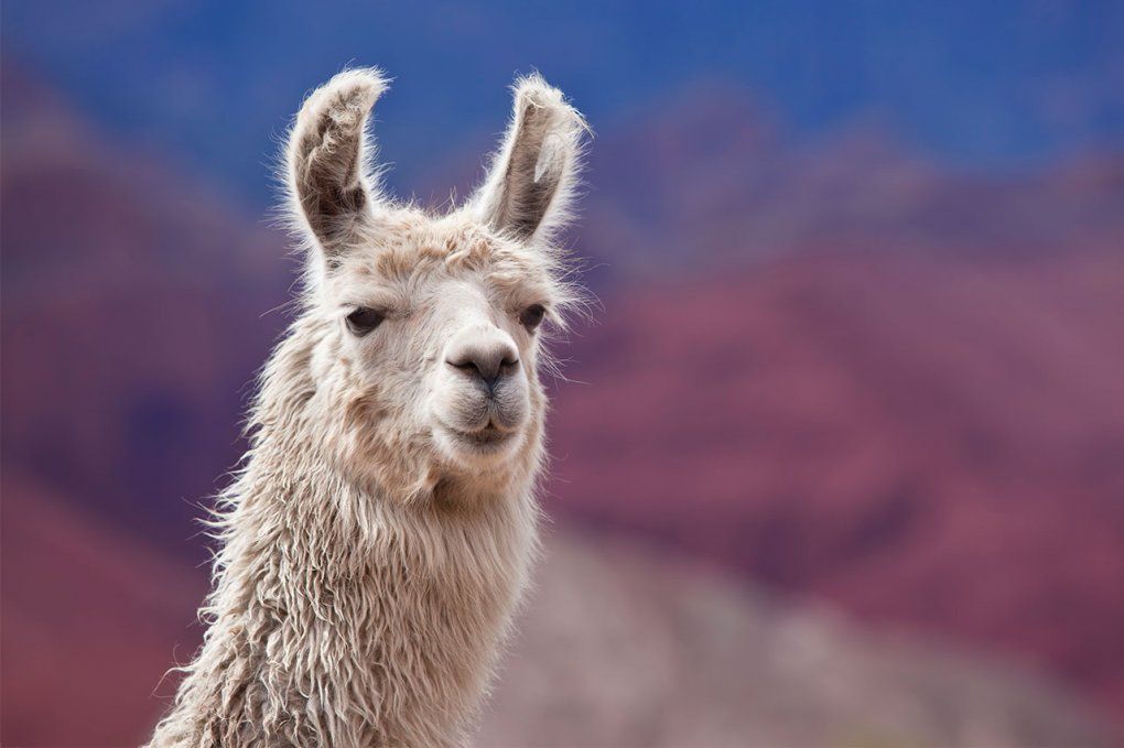 Photo of a llama with colorful hills in the background.