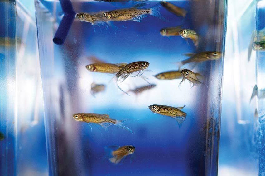 Zebrafish swim in a small tank in the UCSF Epilepsy Research Laboratory.