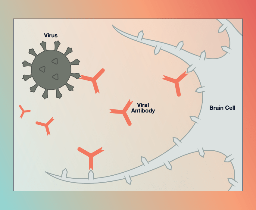 Illustration of a brain cell; viral antibodies float toward the brain cell and one attaches itself to the brain cell's receptors; a coronavirus also floats towards the brain cell with an antibody attached to its receptor.