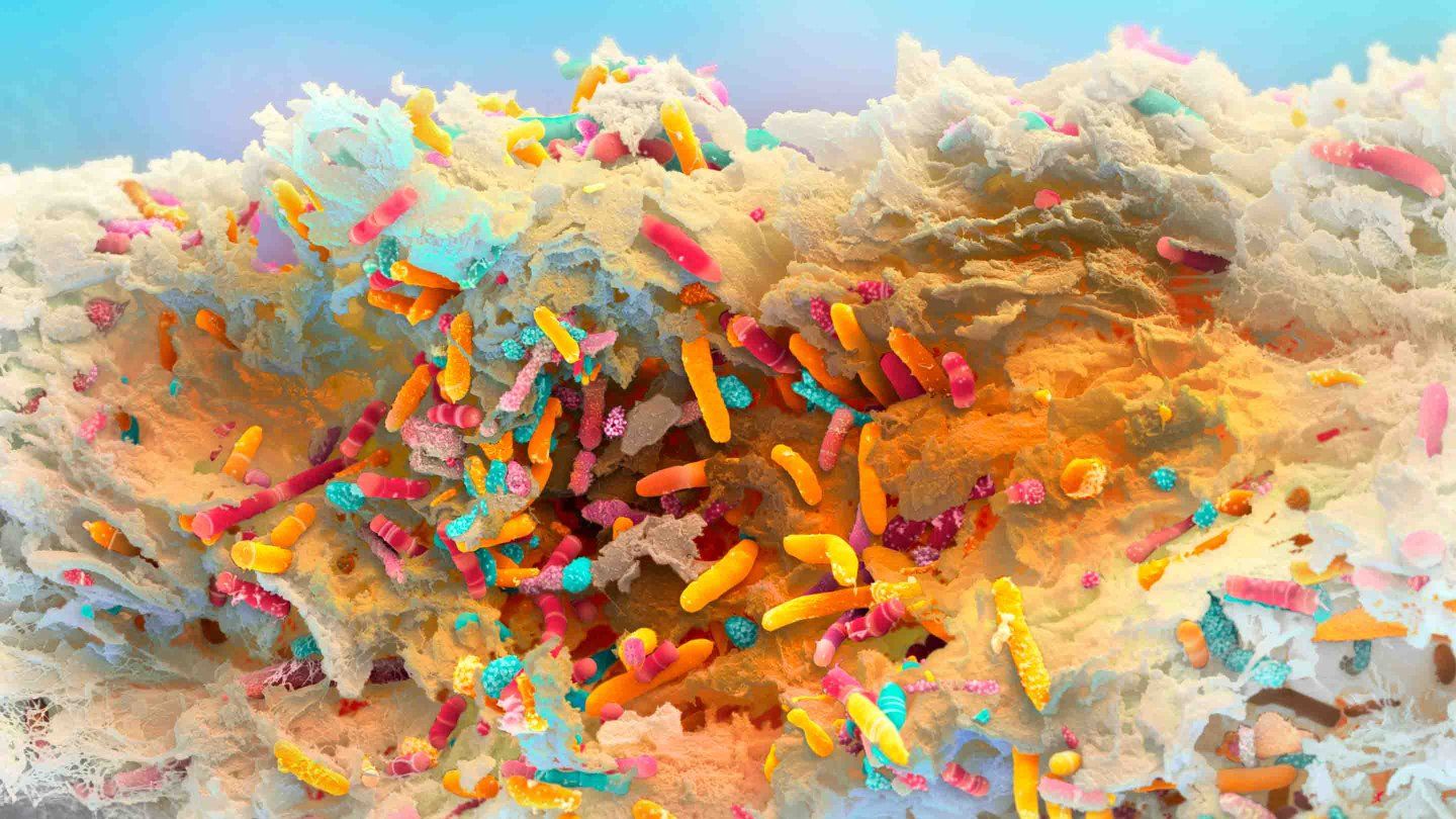 Artistically colored microscope image of the gut microbiome of an infant one month after birth.
