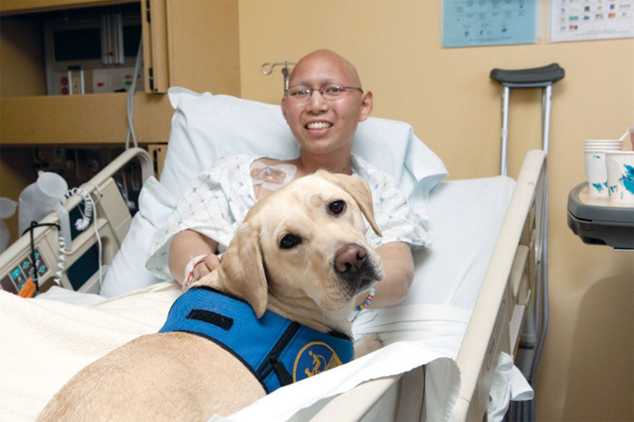 Nilani the Labrador lays on the bed of a young patient in the hospital.  