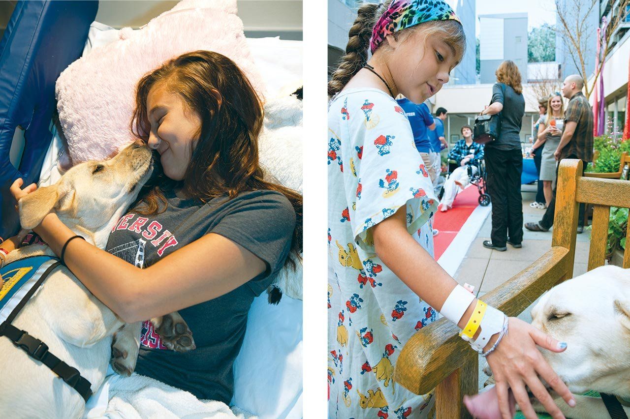Nilani the Labrador with a child in a hospital bed (left); Nilani being pet by a young patient outside the hospital at an event.