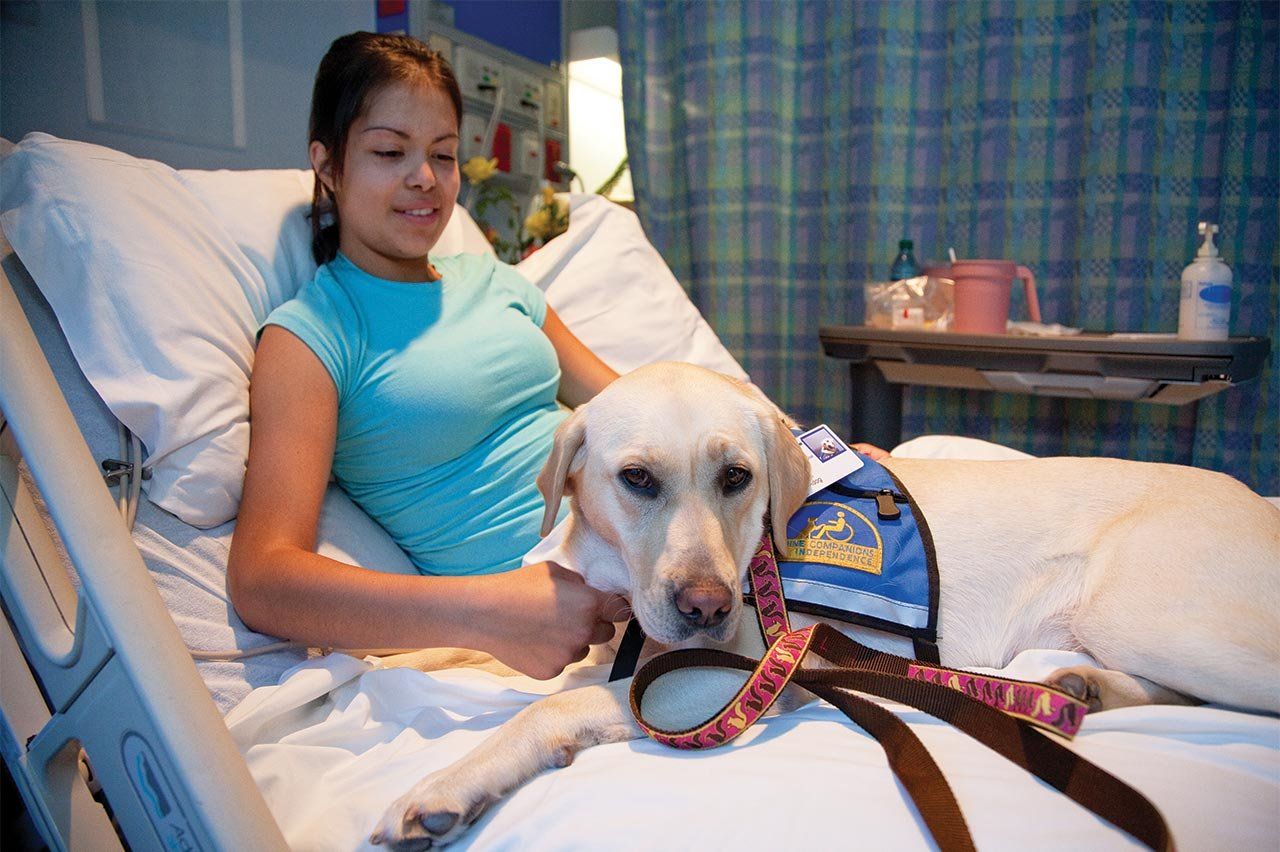 Nilani the Labrador comforting a young girl in her hospital bed.