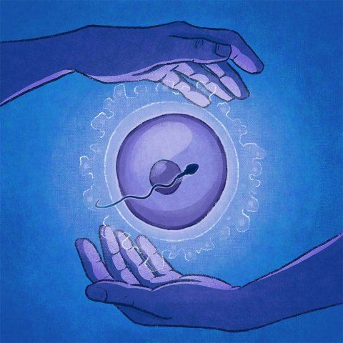 Illustration of hands encircling a floating human ovum (egg) with a sperm circling the egg.