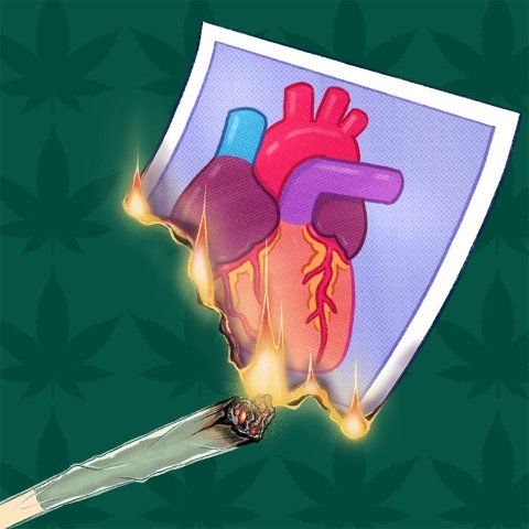 Illustration of a marijuana joint setting a photograph of a human heart on fire.