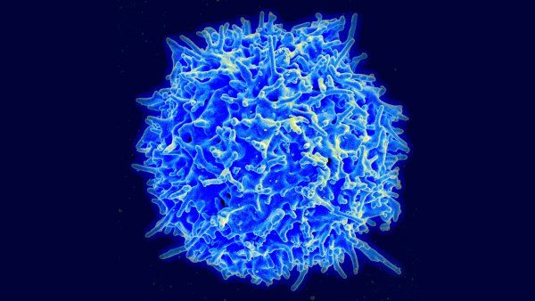 A single, enlarged human T cell, rendered in light blue, against a dark blue background. 
