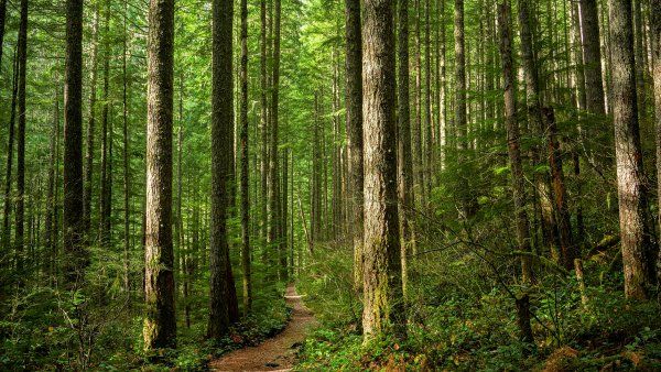 hiking trail through trees in a forest