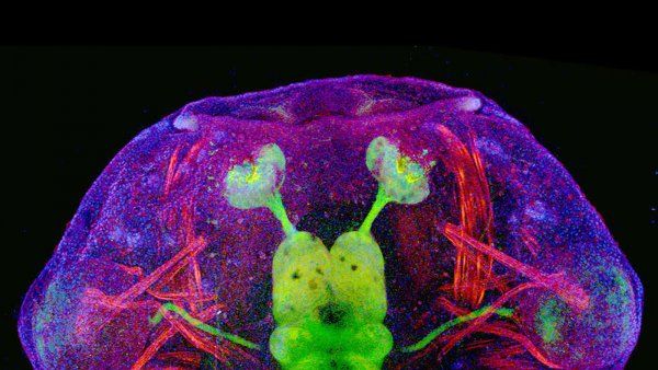 microscopic image of a tadpole showing its central nervous system