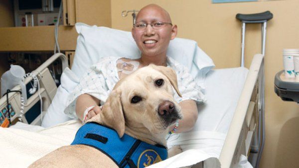 Nilani the Labrador lays on the bed of a young patient in the hospital.  