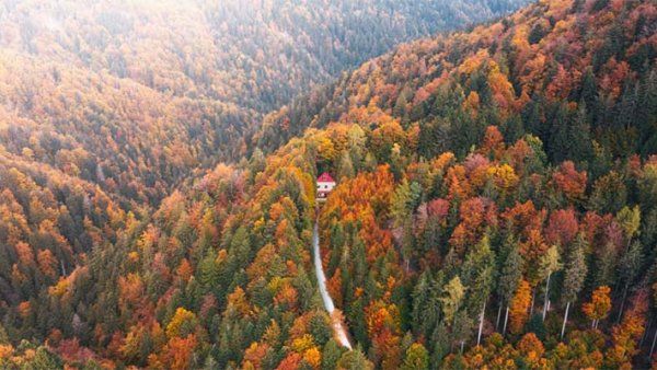 A sprawling autumnal forest with a house down a road.