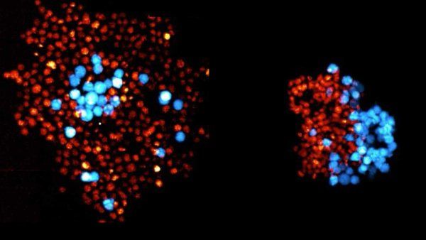 Microscopic image of engineered “organizer” cells (blue) gather near stem cells (red) as a node (left) or a ring (right).