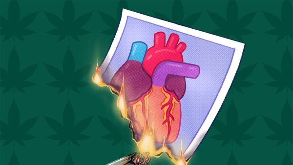 Illustration of a marijuana joint setting a photograph of a human heart on fire.