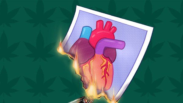 Illustration of a marijuana joint setting a photograph of a human heart on fire.