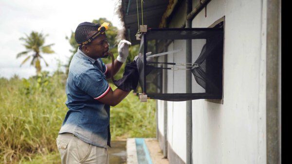 A man wearing a headlamp and gloves works with a mosquito net trap attached to a building window.