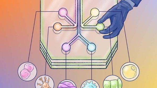 Illustration of a scientist's gloved hand tweaking a knob on an extra large microfluidic “organ-on-a-chip” device; lines point to illustrations with different types of biological cell structures.