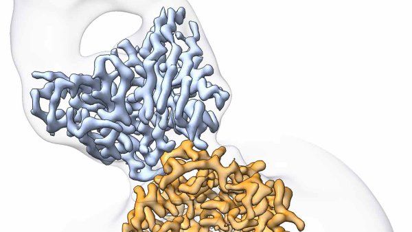 A cryo-EM image of the serotonin transporter (SERT), shown in yellow, with the new drug molecule, ‘8090, shown in pink. 
