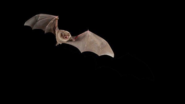 A bat flying in the night.