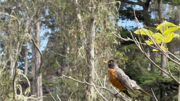 A bird rests on a tree branch at the Mount Sutro Open Space Reserve.