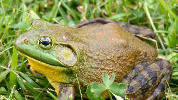 A closeup of a North American bullfrog, wich has shades of green, yellow, and orange.