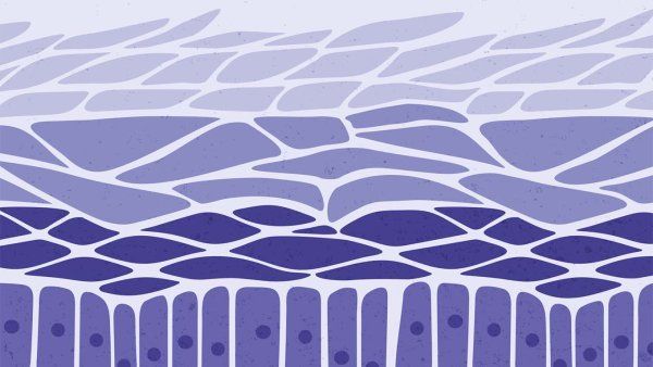 A blue and purple drawing of layers of skin cells.