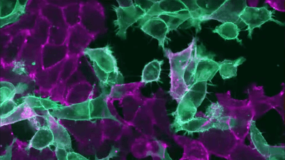 cells-self-sorting.png